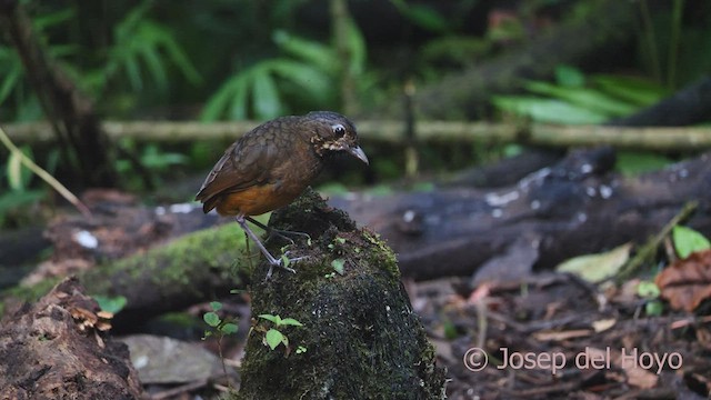 Scaled Antpitta - ML527329791