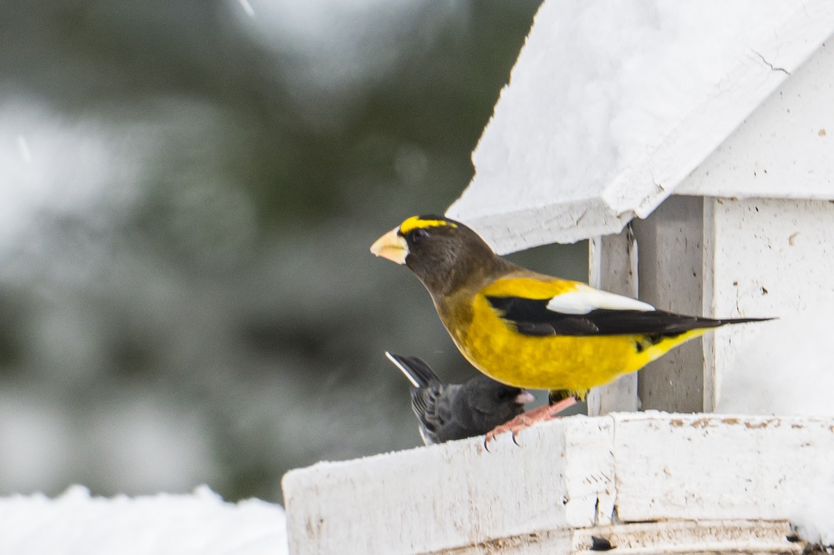 Evening Grosbeak - ML527330001