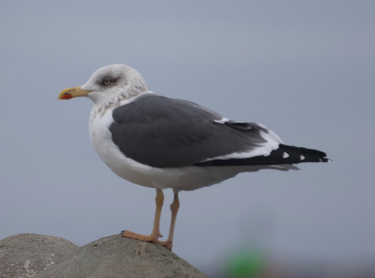 Lesser Black-backed Gull - ML527330751