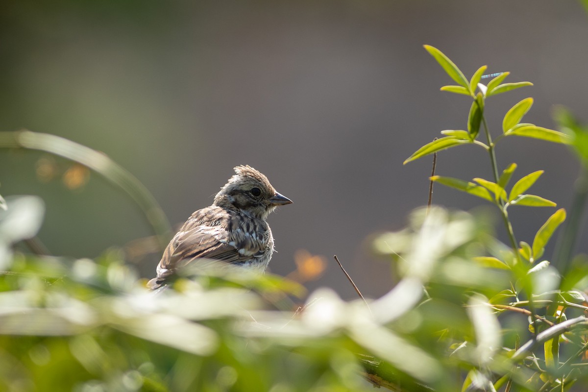 Rufous-collared Sparrow (Rufous-collared) - Ariel Cabrera Foix