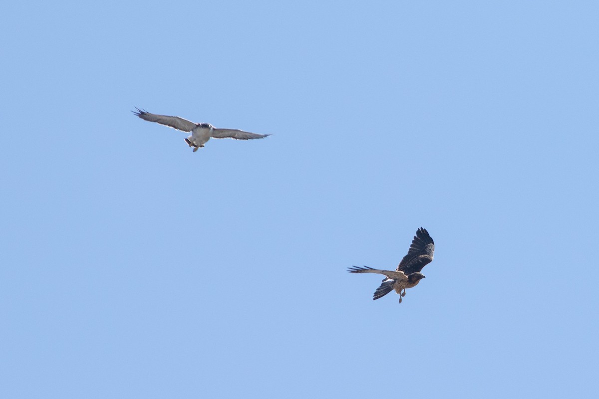 Variable Hawk (Variable) - Ariel Cabrera Foix