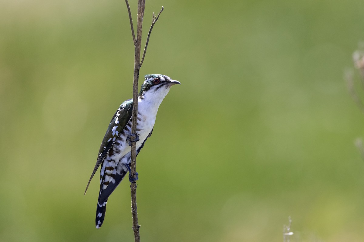 Dideric Cuckoo - Niall D Perrins