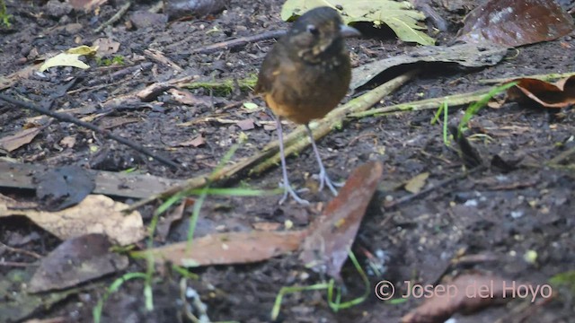 Scaled Antpitta - ML527331311