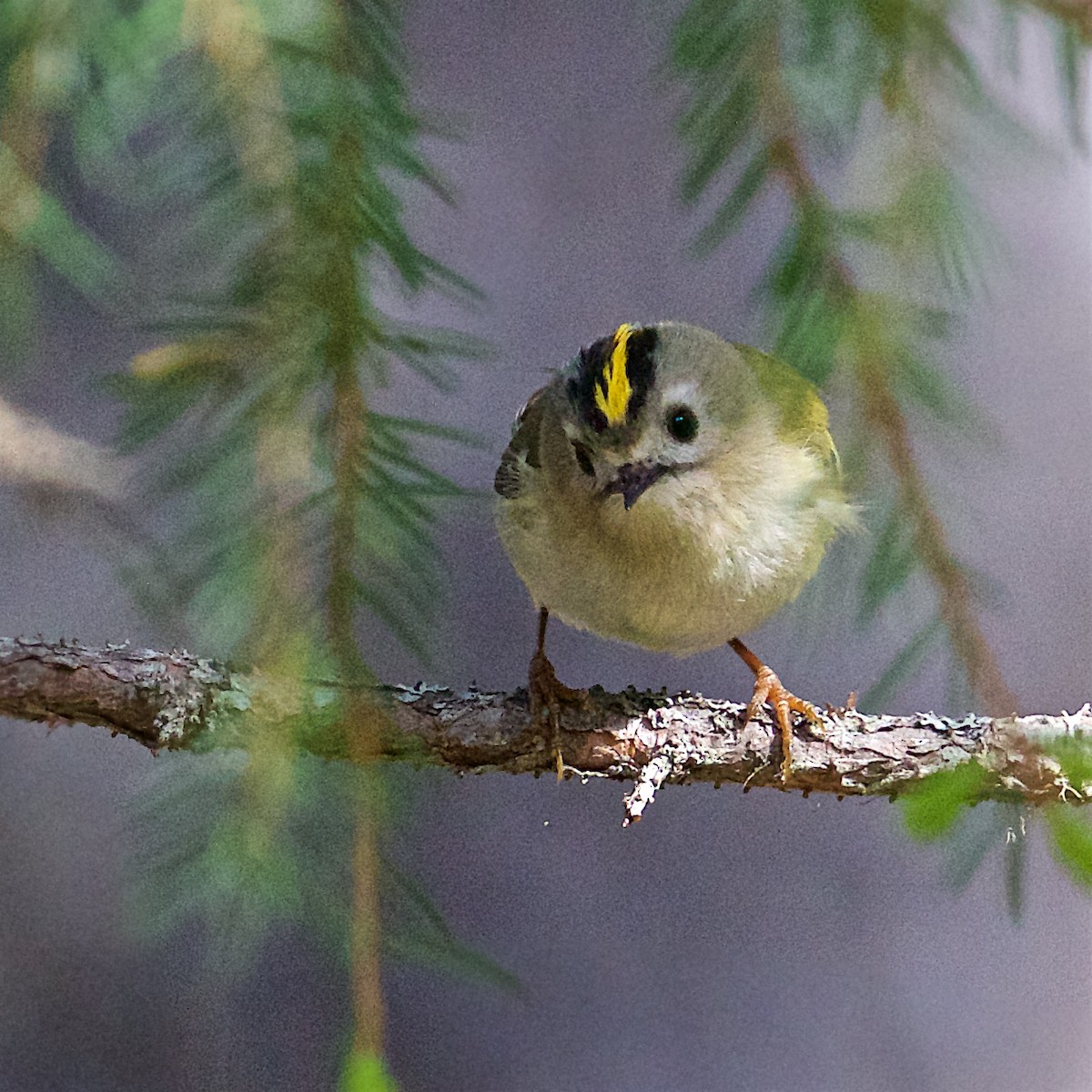 Goldcrest - ML527332931