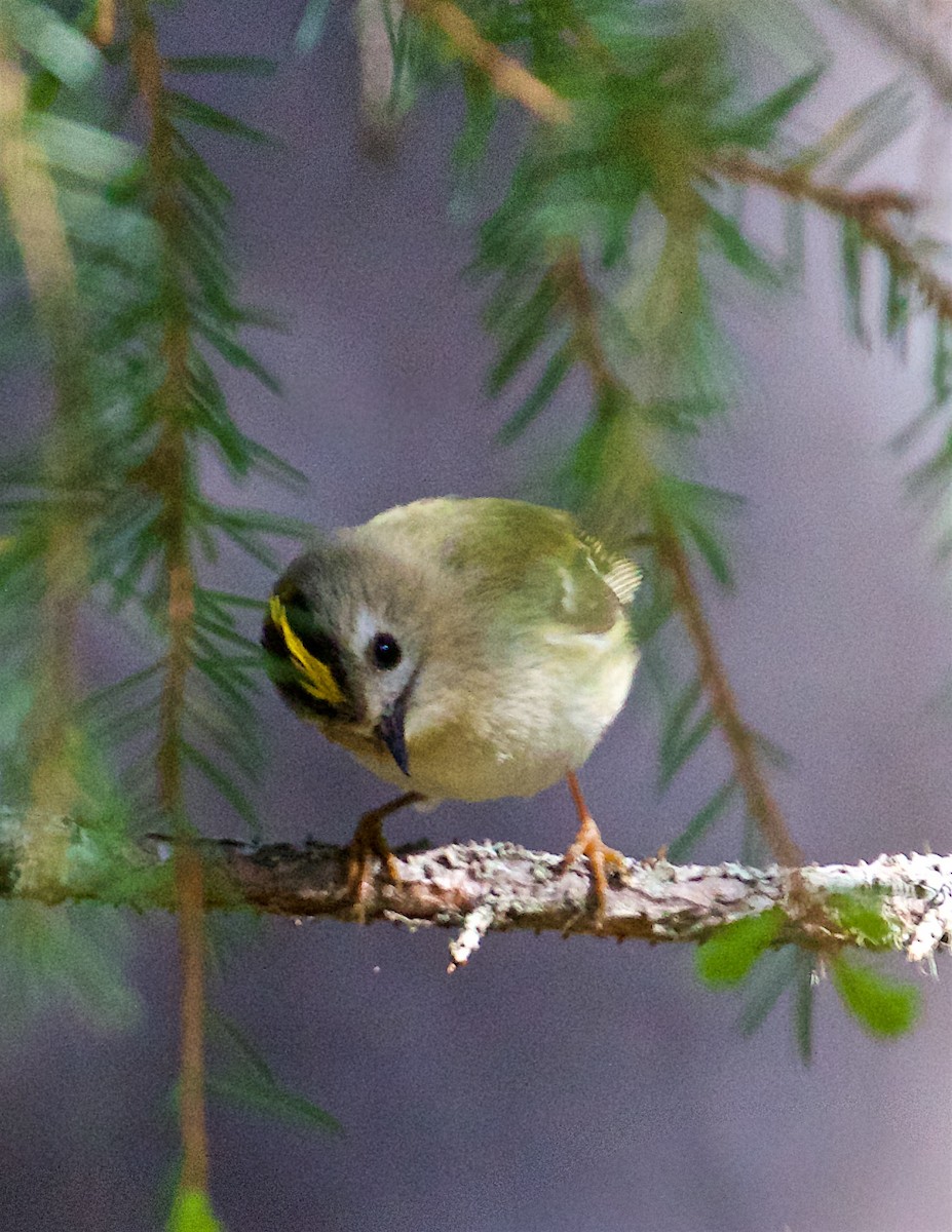 Goldcrest - ML527332941