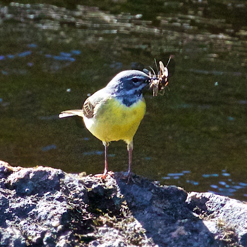 Gray Wagtail - ML527333221