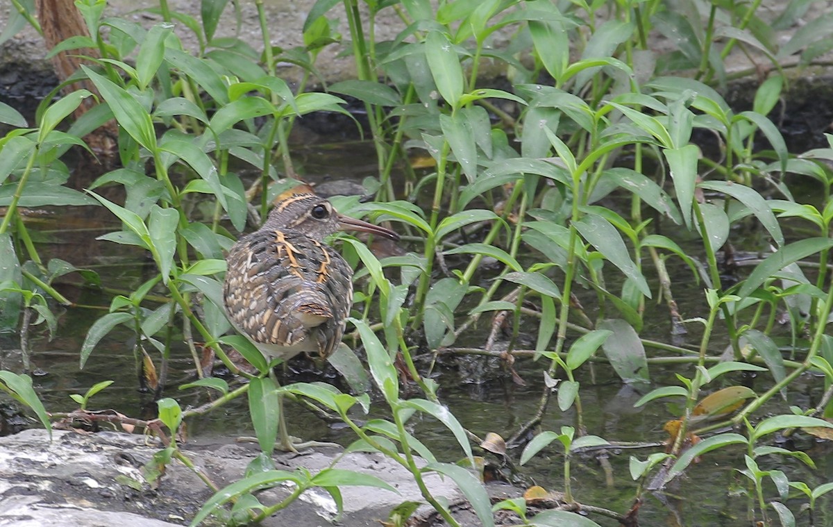 Greater Painted-Snipe - ML527333841