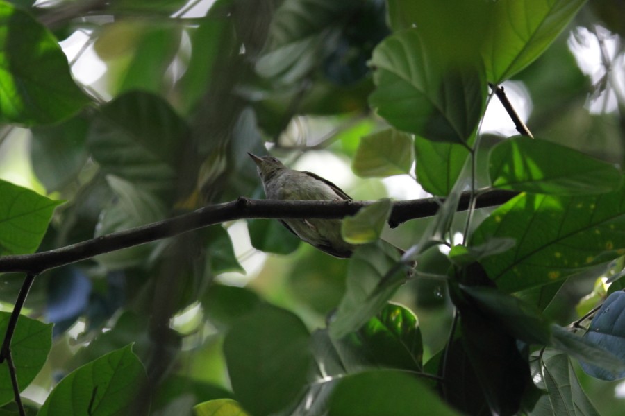 Plain Sunbird - ML527335311