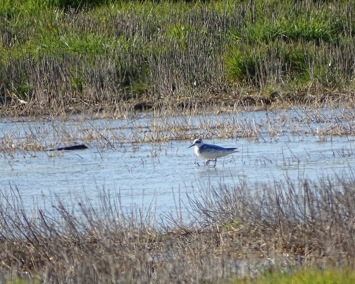 polarsvømmesnipe - ML527335411