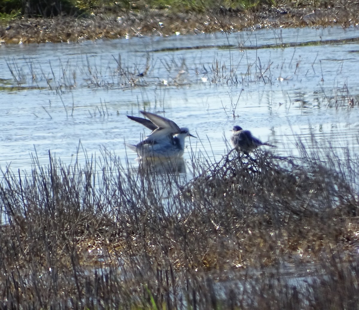 Red Phalarope - ML527335431