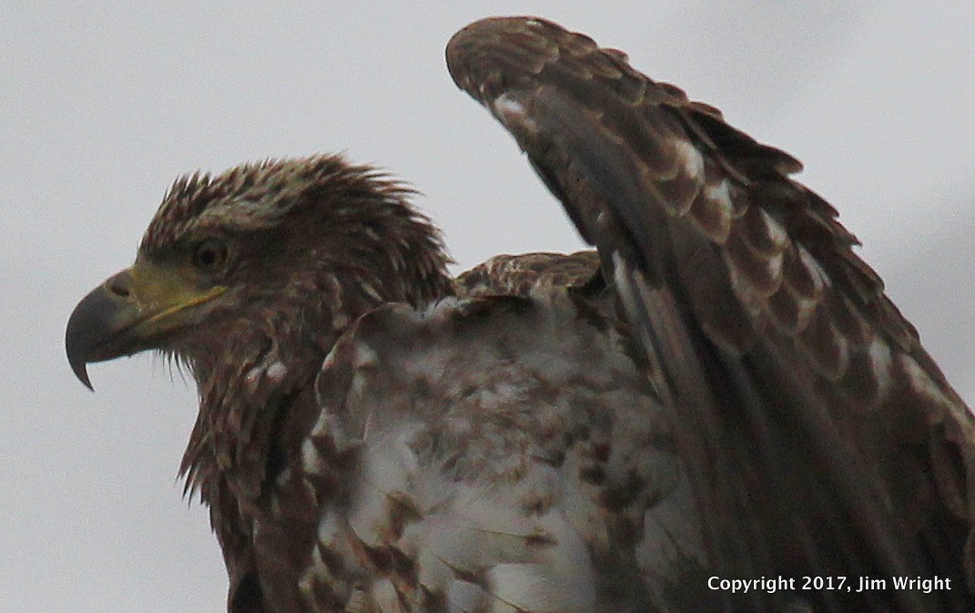 Bald Eagle - ML52733571