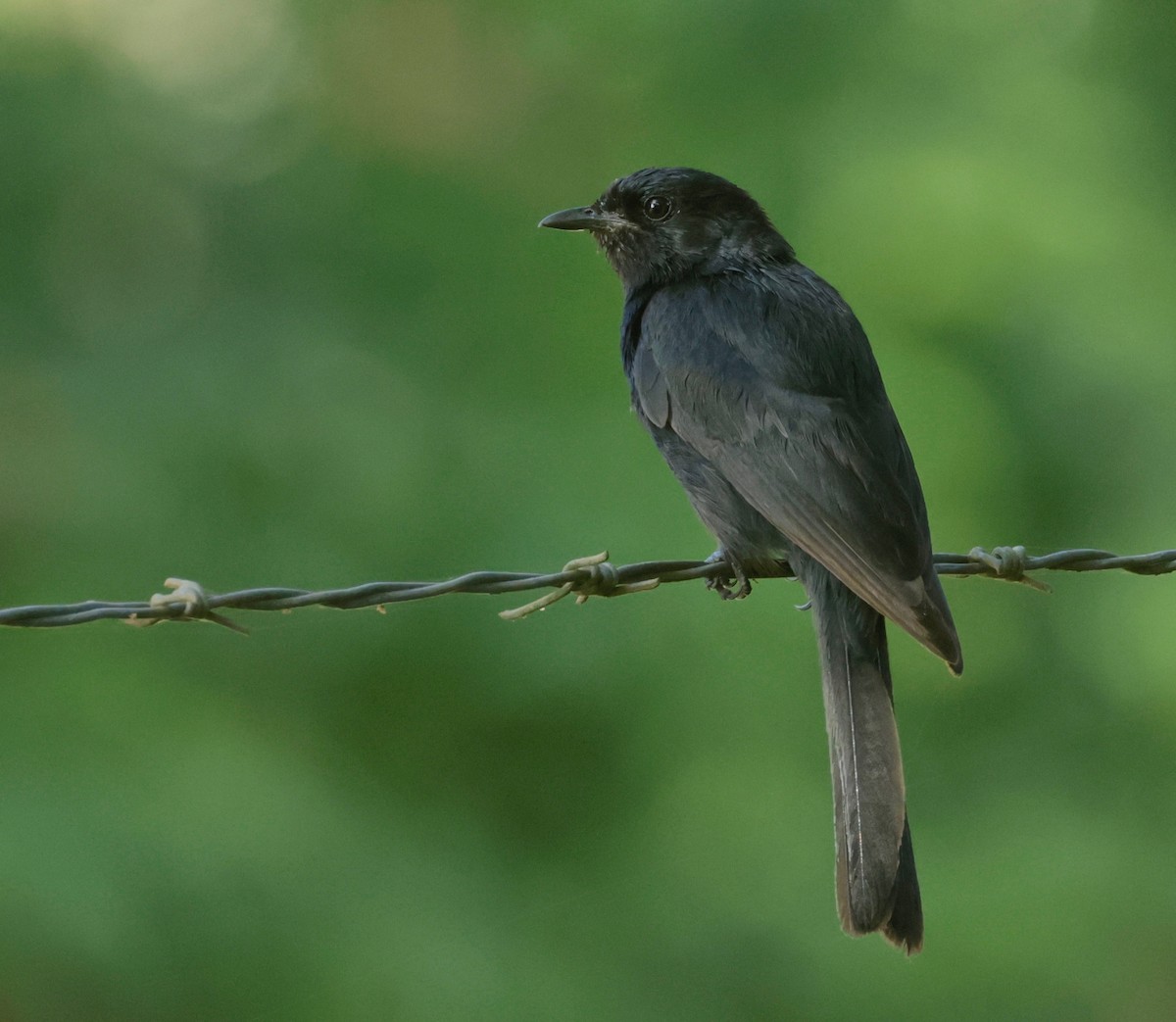 Southern Black-Flycatcher - Garret Skead