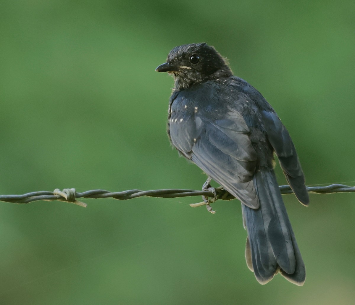 Southern Black-Flycatcher - ML527335971