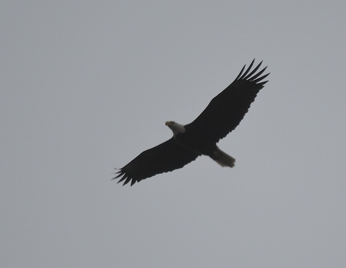 Bald Eagle - ML52733641