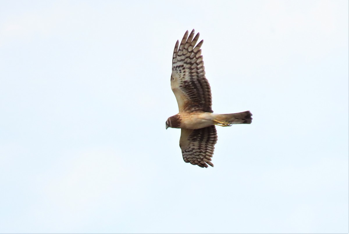 Northern Harrier - ML527337341