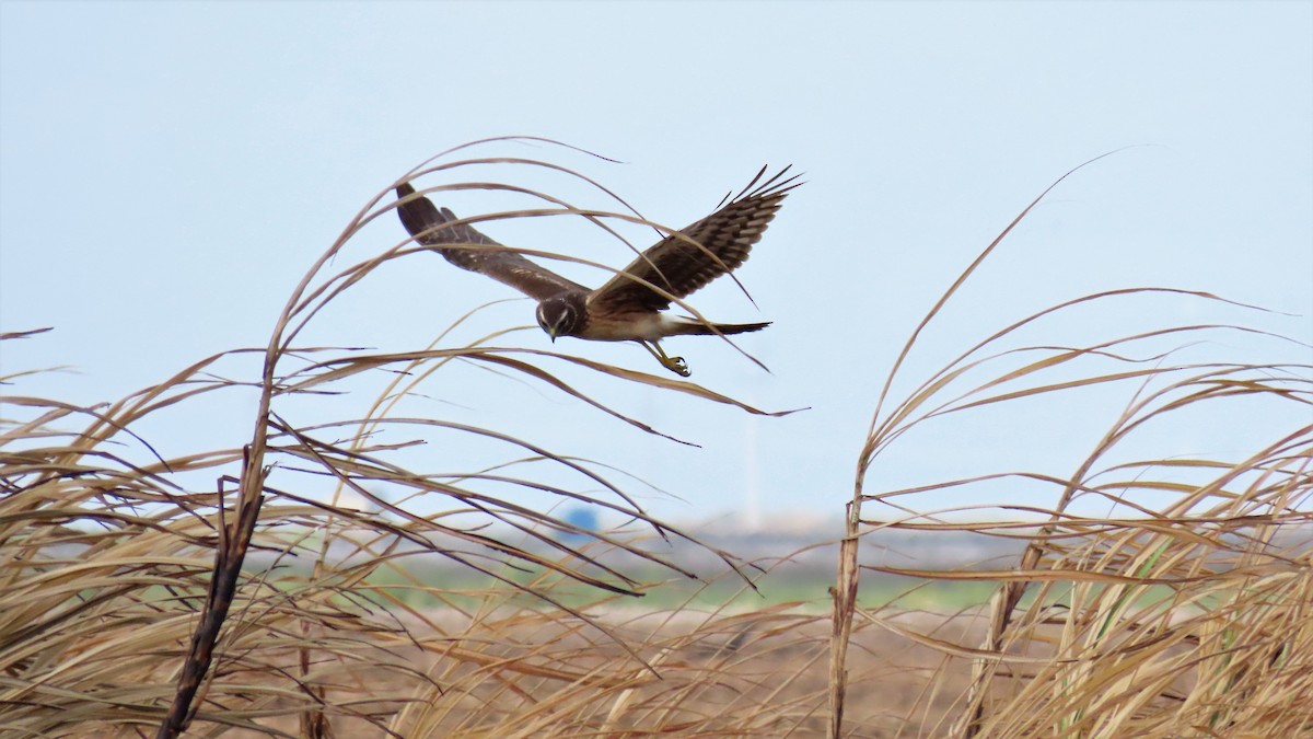 Northern Harrier - ML527337361