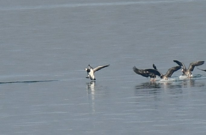 Barnacle Goose - ML527337761