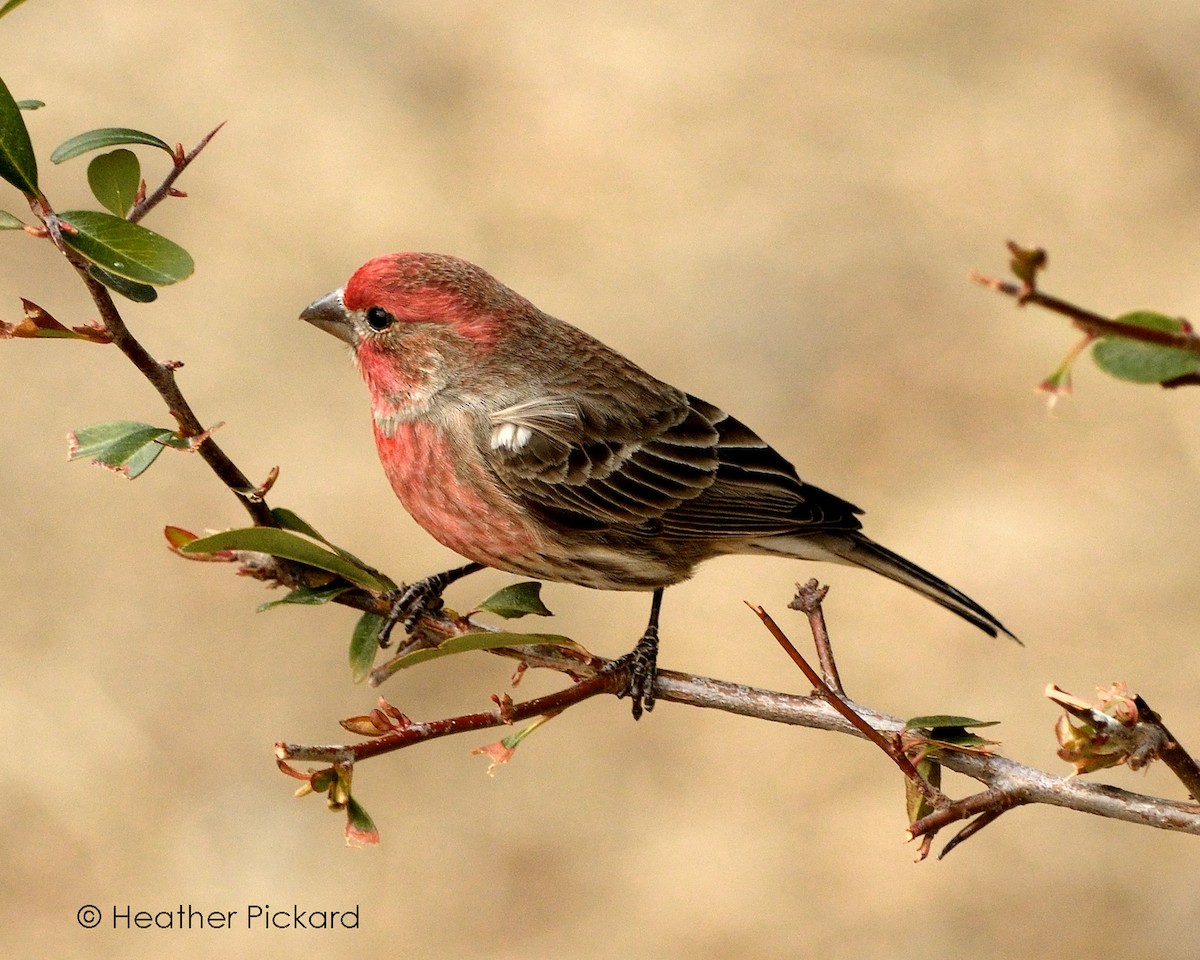 House Finch - Heather Pickard