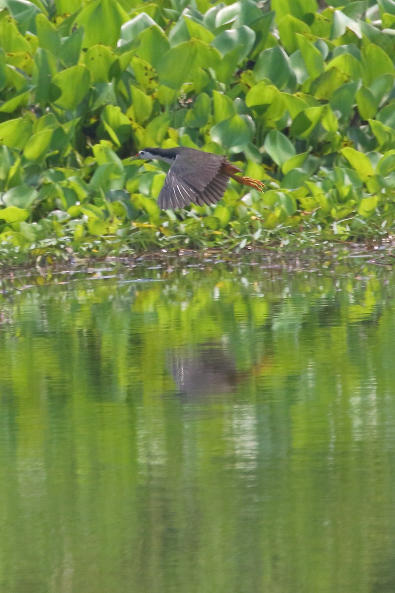 White-breasted Waterhen - Paul Anderson