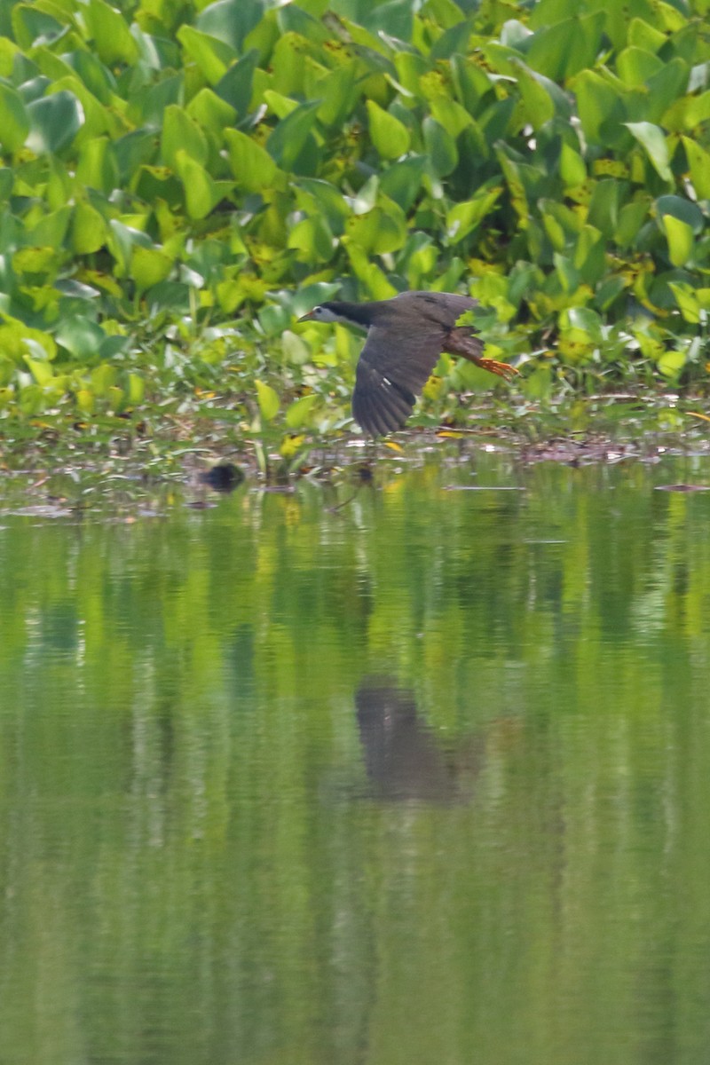 White-breasted Waterhen - Paul Anderson