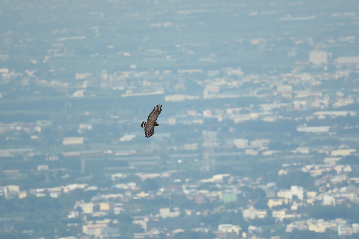 Crested Serpent-Eagle - ML527341831