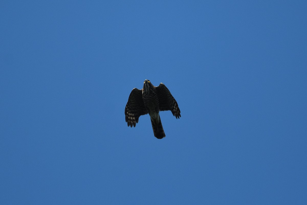 Crested Goshawk - Zhao-Hui(釗輝) LIN(林)