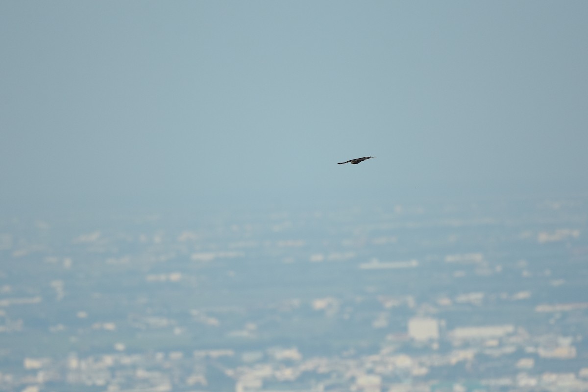 Crested Goshawk - ML527341851