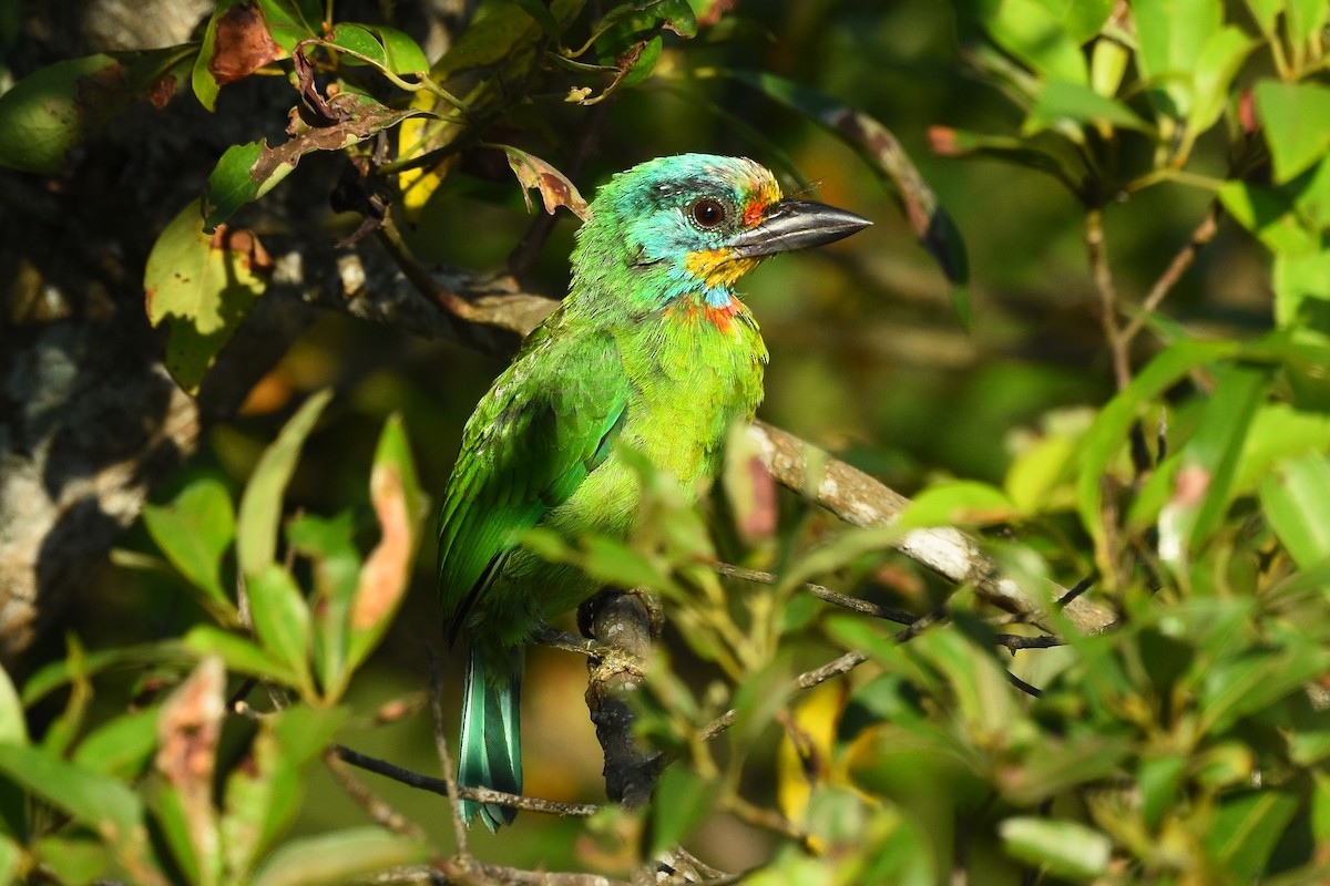 Taiwan Barbet - ML527341931