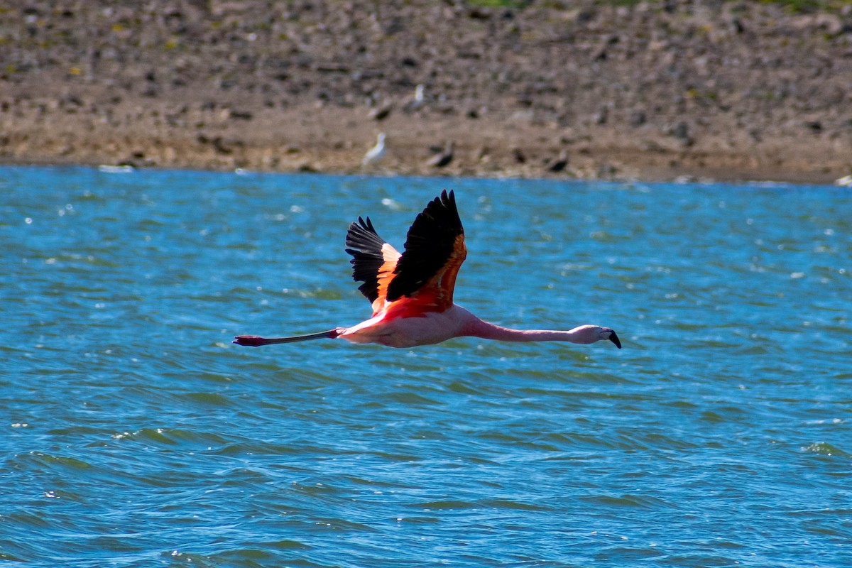 Chilean Flamingo - ML527341981