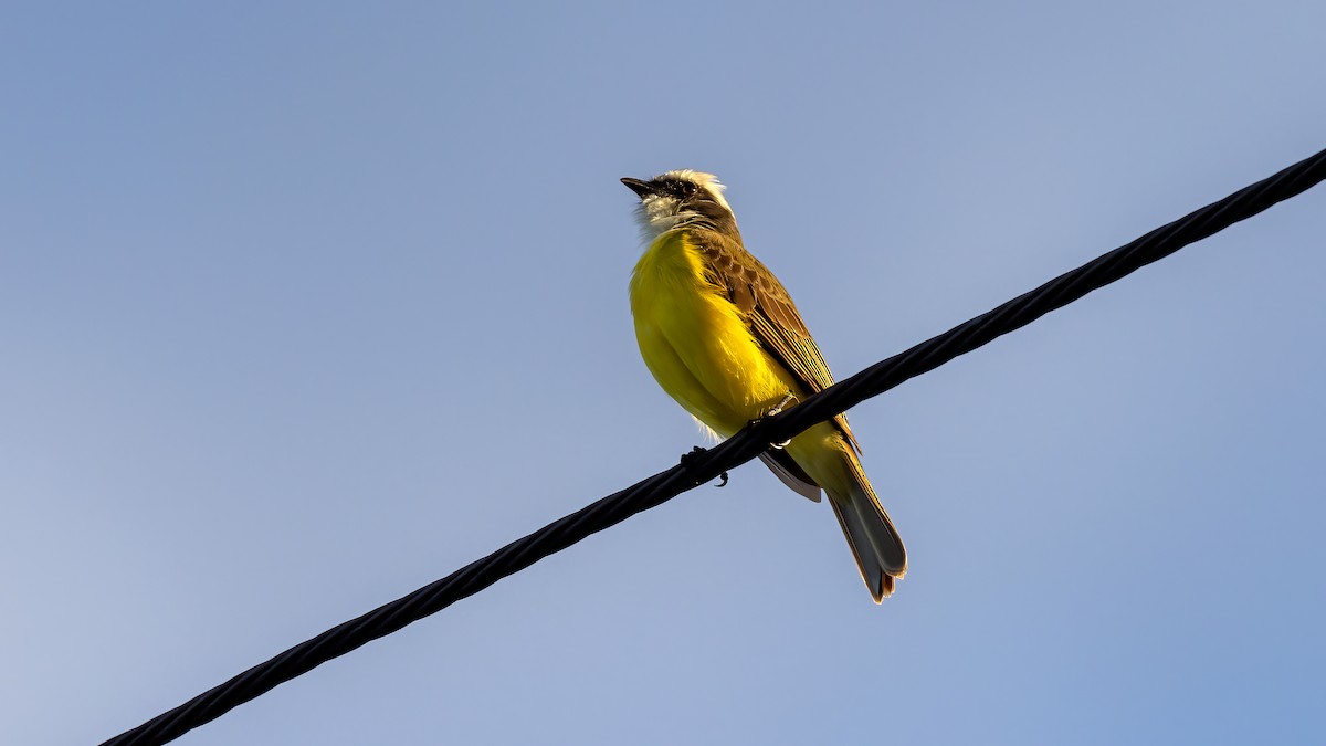 Social Flycatcher - ML527342071