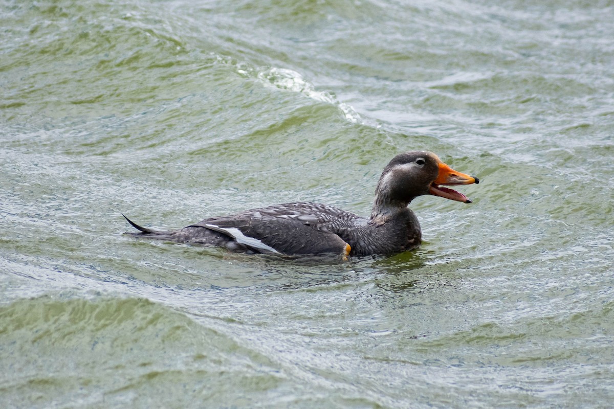 Langflügel-Dampfschiffente - ML527342131