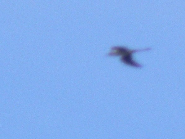 Black-winged Stilt - ML52734291