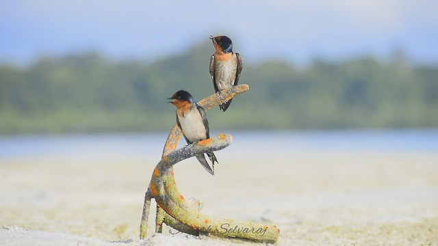 Pacific Swallow - ML527344371