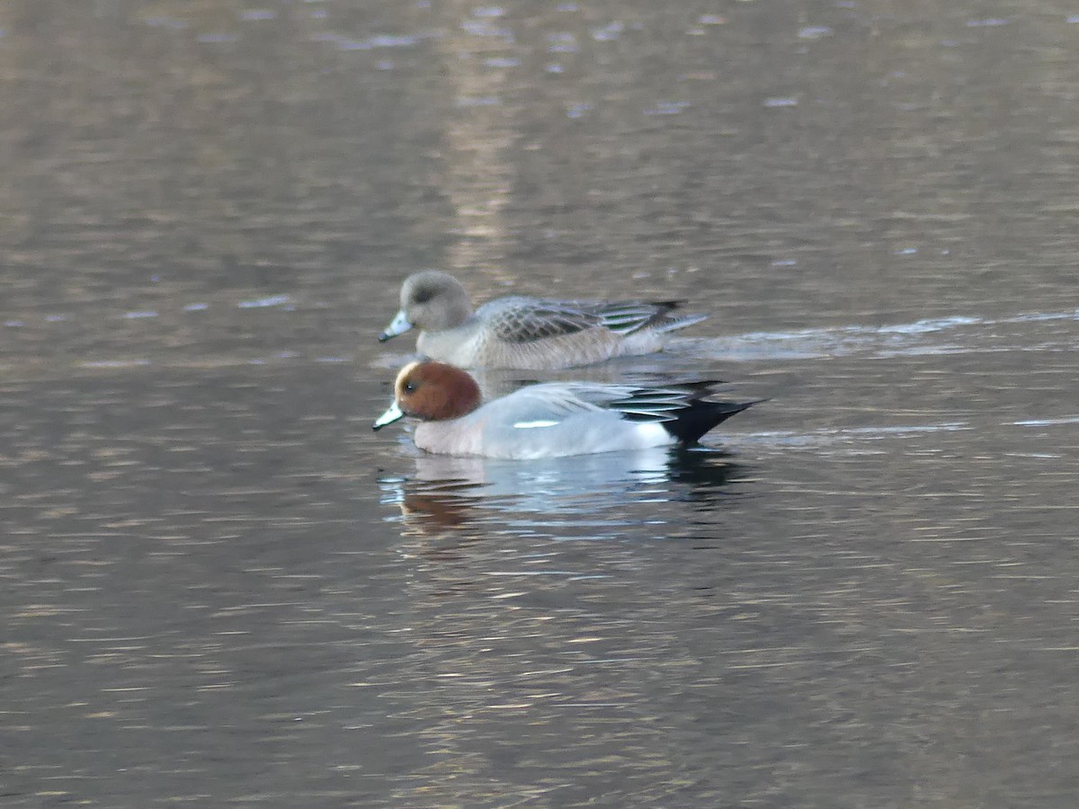 Eurasian Wigeon - ML527344921