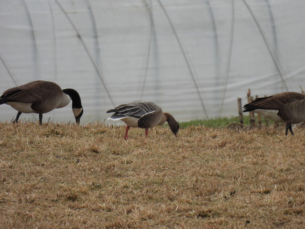 Pink-footed Goose - ML527345071