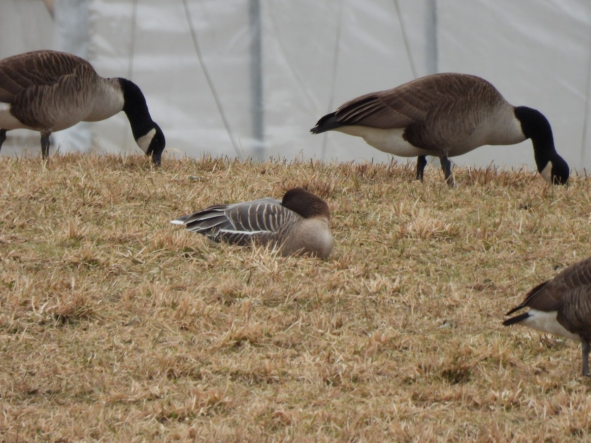 Pink-footed Goose - ML527345141