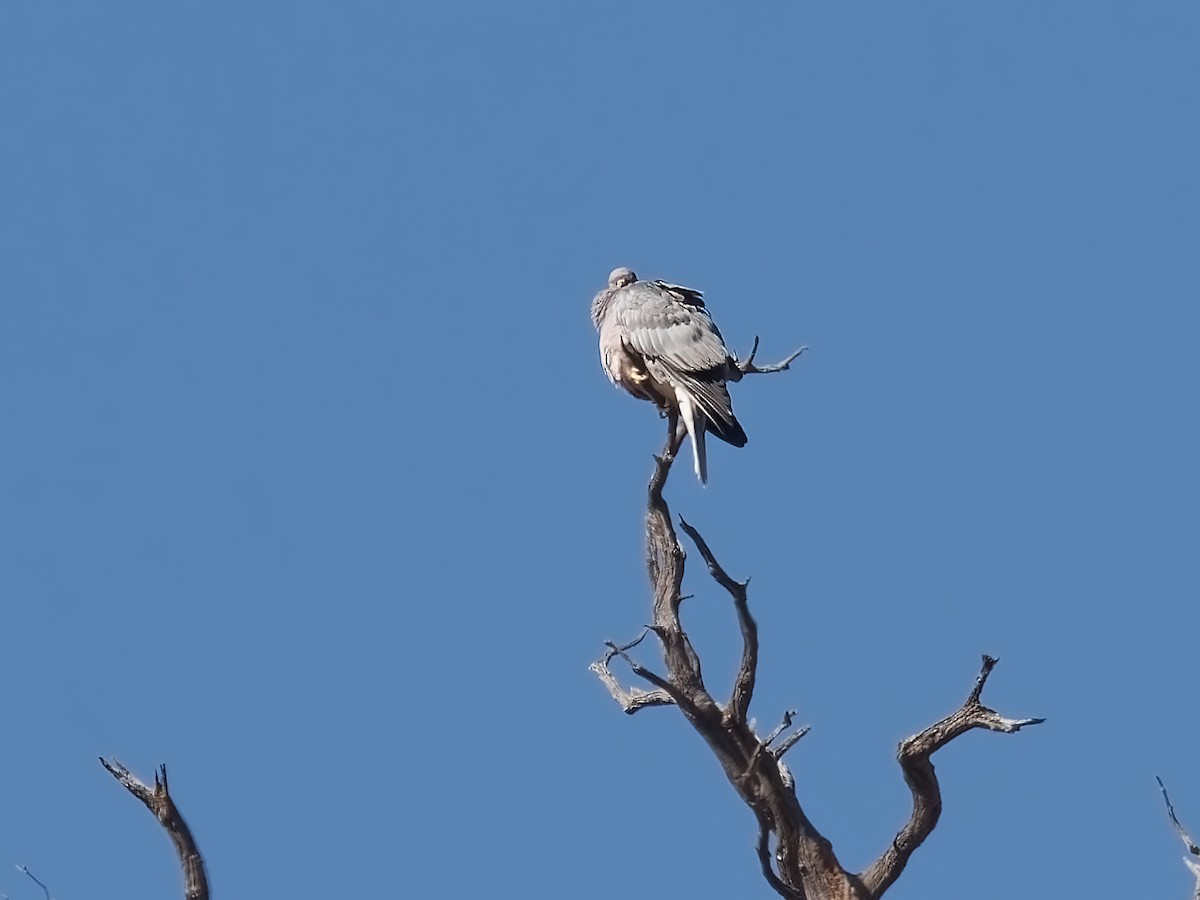 Band-tailed Pigeon - Pierre Deviche