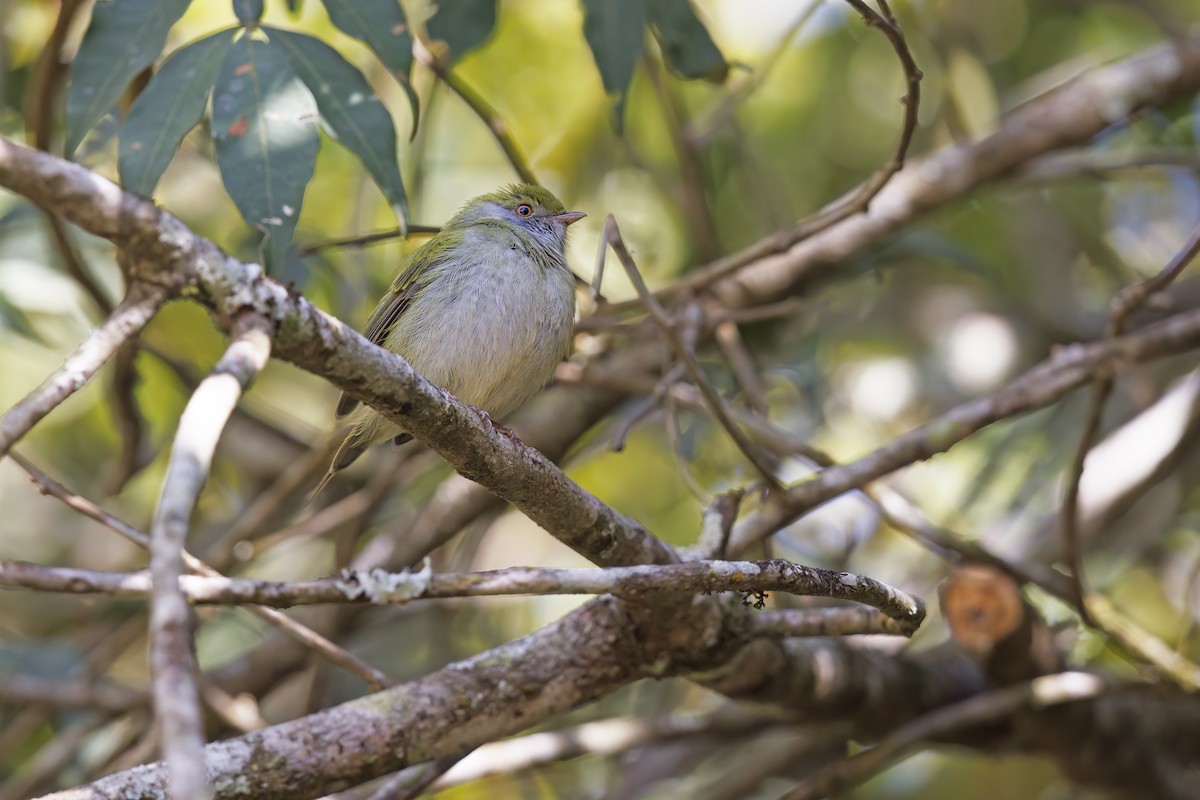 Pin-tailed Manakin - Marco Valentini