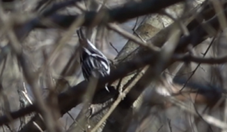 Black-and-white Warbler - ML527346111