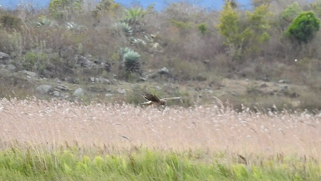 Northern Harrier - ML527347051