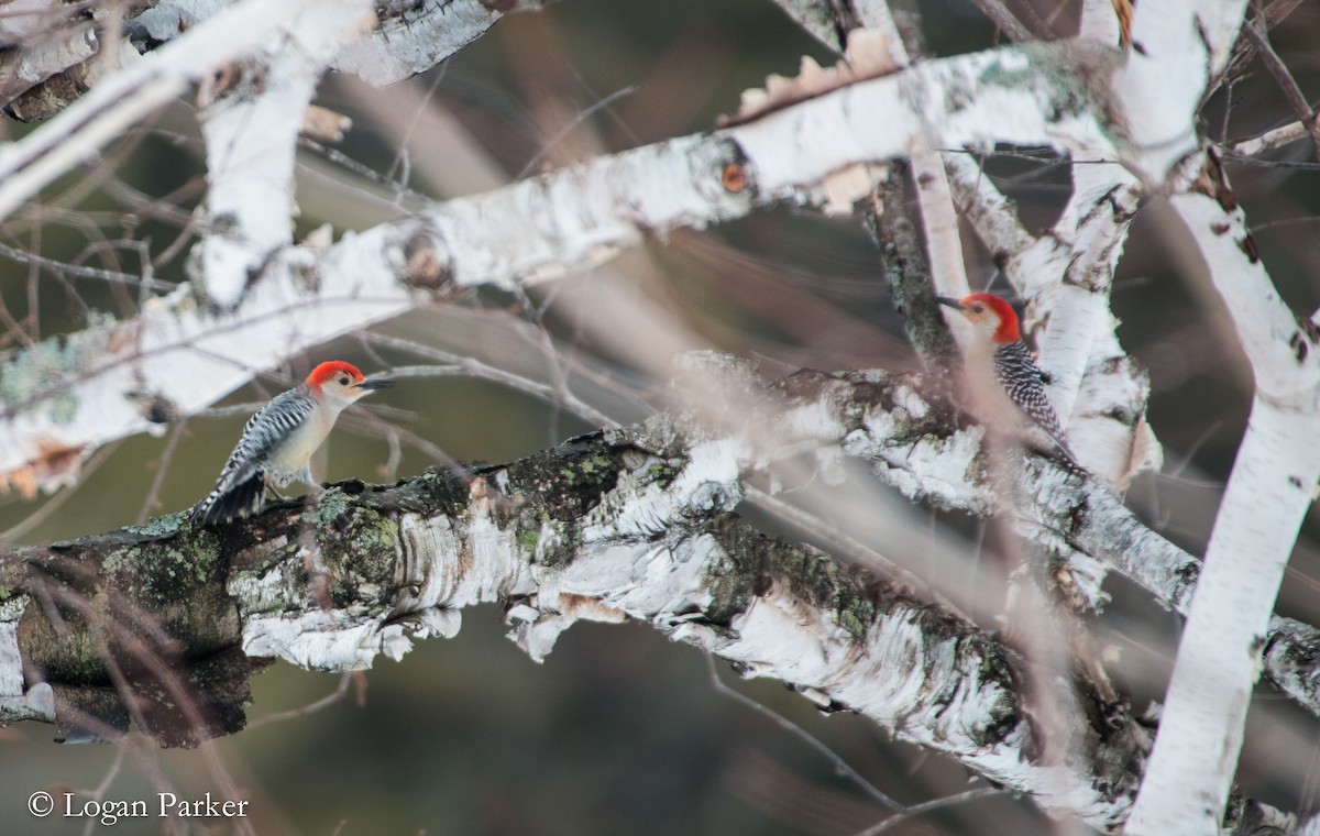 Red-bellied Woodpecker - Logan Parker