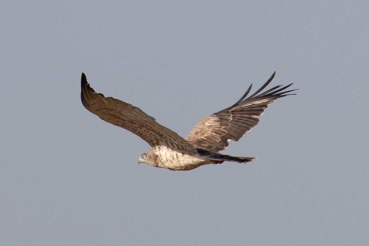 Short-toed Snake-Eagle - Kalpesh Krishna