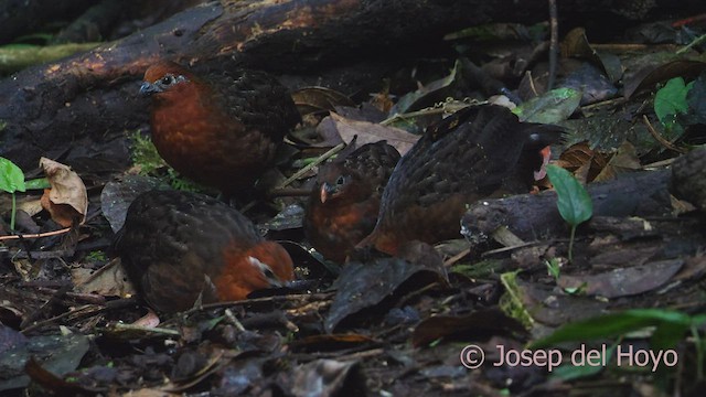 Chestnut Wood-Quail - ML527349241