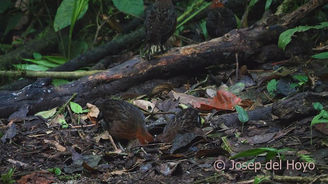 Chestnut Wood-Quail - ML527349951