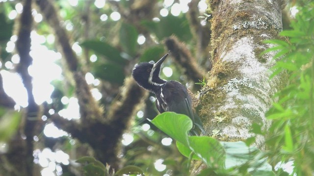 Powerful Woodpecker - ML527350911