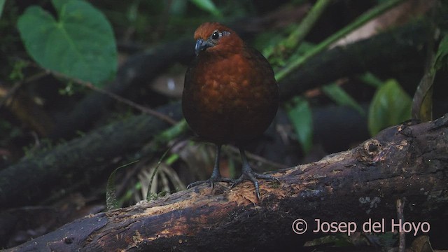 Chestnut Wood-Quail - ML527350921