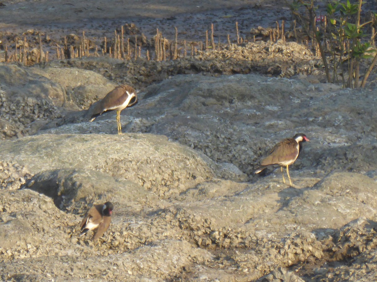 Red-wattled Lapwing - Gert Sikkema
