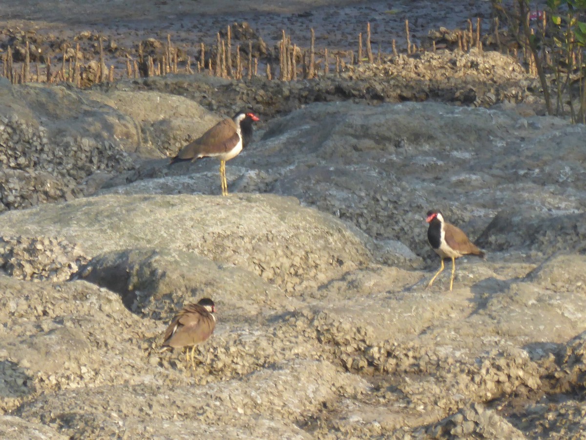 Red-wattled Lapwing - Gert Sikkema