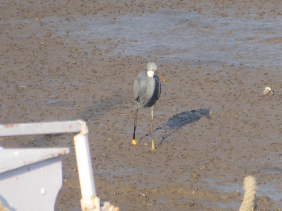 Ibis à tête noire - ML527351401