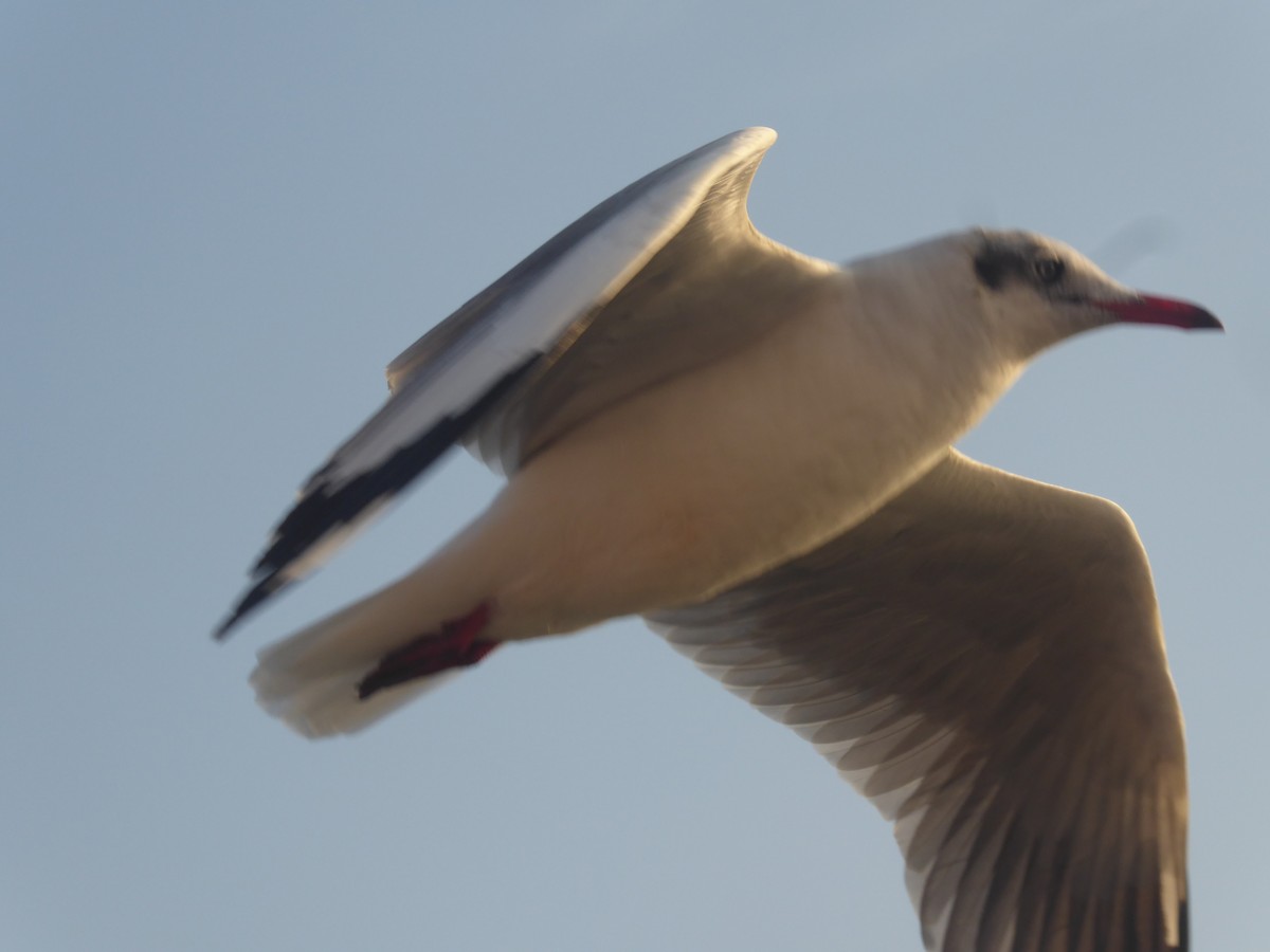 Brown-headed Gull - Gert Sikkema